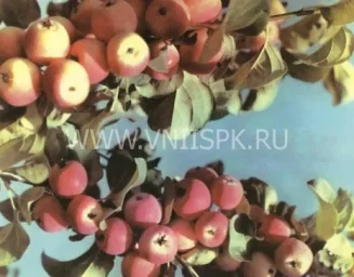 Сорт яблони Красная Гроздь 0