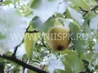 Сорт груши Русаковская (Рус.-1, Русаковская Лимонка, Русаковская Ранняя)