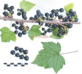 Сорт смородины черной Дачница 0