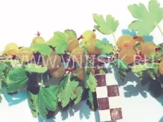 Сорт крыжовника Солнечный Зайчик