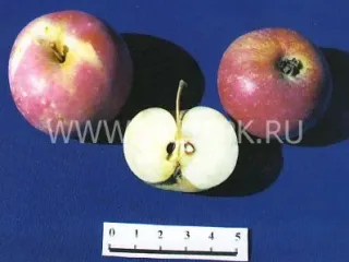 Сорт яблони Амурское Красное