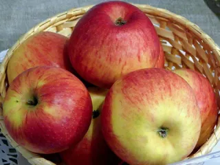 Сорт яблони Коричное новое