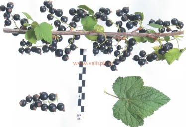 Сорт смородины черной Гамма 0