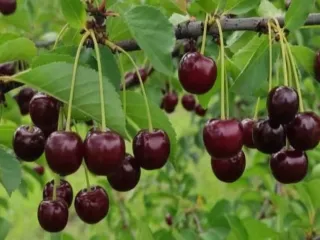 Сорт вишни Ровесница (Вишня)