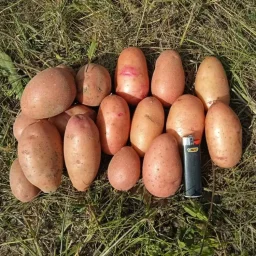 Сорт картофеля Палац 0