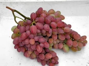 Сорт винограда Гелиос 0