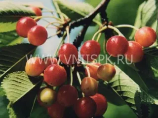 Сорт черешни Венера (Черешня)