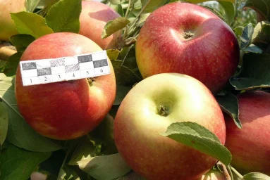 Сорт яблони Апорт Асс 0