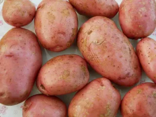Сорт картофеля Сарпо мира
