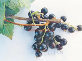 Сорт смородины черной Гулливер (Смородина Черная)