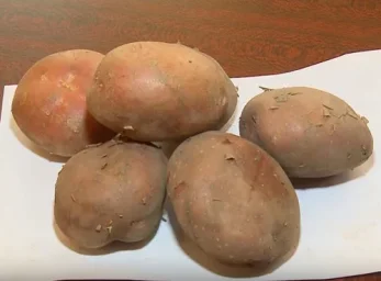 Сорт картофеля Утро раннее 0