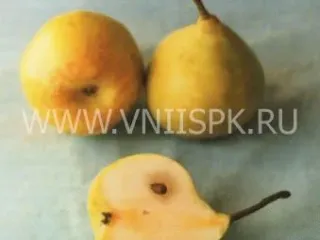 Сорт груши Фавр (Мадам Фавр)
