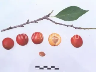 Сорт сливы китайской Оюна