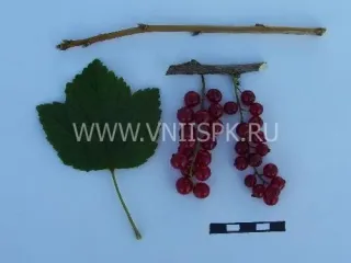 Сорт смородины красной Ранняя Сладкая
