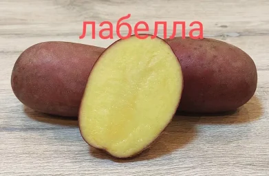 Сорт картофеля Лабелла 1