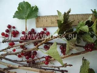 Сорт смородины красной Рассветная