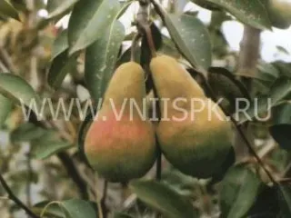 Сорт груши Кавказ