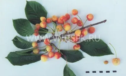 Сорт черешни Ранняя Розовая 0