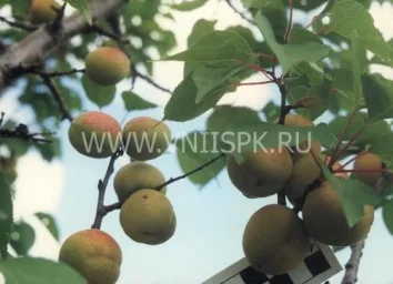 Сорт абрикоса Самарский 0