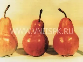 Сорт груши Вильямс Руж Дельбара (Вильямс Красный, Макс Ред Бартлет)