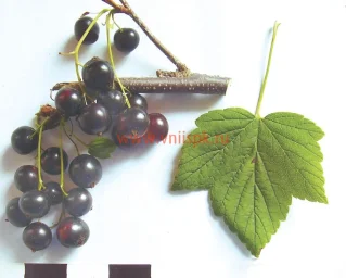 Сорт смородины черной Сюрприз Елсаковой 0