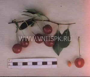 Сорт вишни Низкорослая 0