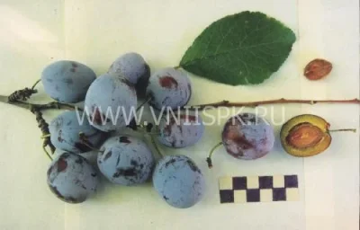 Сорт сливы домашней Андреевская 0