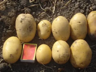 Сорт картофеля Агата