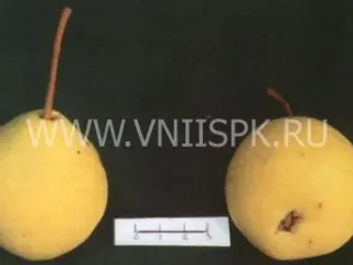 Сорт груши Ильинка (Груша)