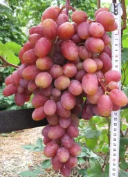 Сорт винограда Юлиан 1
