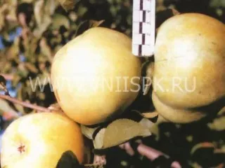 Сорт яблони Нимфа