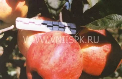 Сорт яблони Персиковое 0