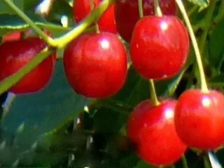 Сорт вишни Троицкая