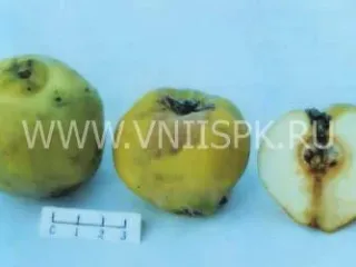 Сорт айвы Маслянка Поздняя