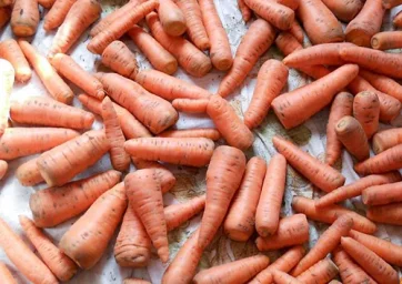 Сорт моркови Канада (F1) 2