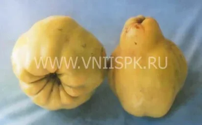 Сорт айвы Урожайная Кубанская (Олимпийская) 0