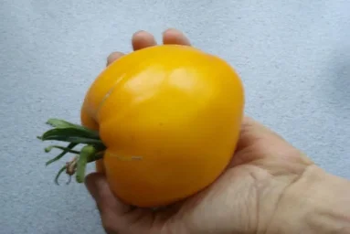 Сорт томата Золотые купола 2