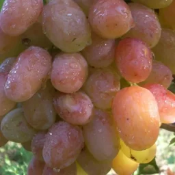 Сорт винограда Водограй 2