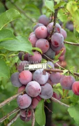Сорт сливы китайской Чемальская 0
