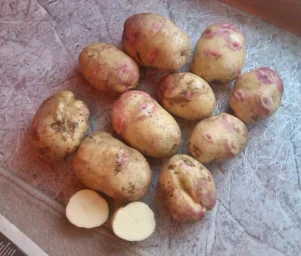 Сорт картофеля Пикассо 1