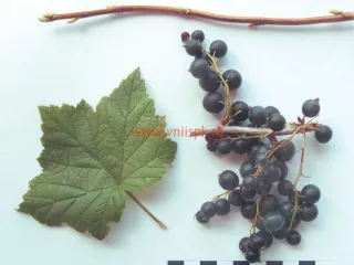 Сорт смородины черной Якутская
