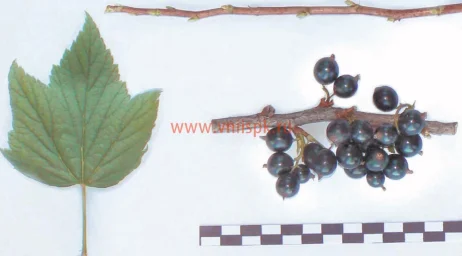 Сорт смородины черной Клуссоновская 0