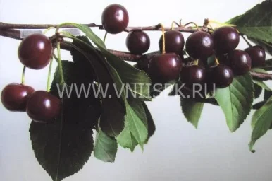 Сорт вишни Облачинская 0