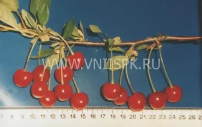 Сорт вишни Расплётка Саратовская 0