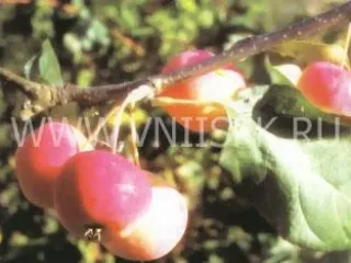Сорт яблони Чара (Юбилейное)