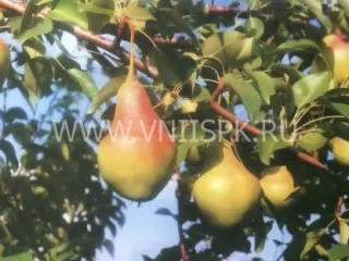 Сорт груши Самарская Красавица