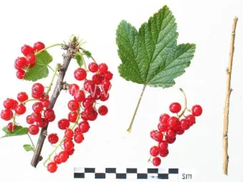 Сорт смородины красной Мармеладница 0