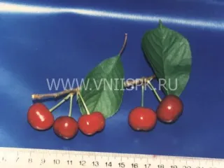 Сорт вишни Аннушка (Вишня)