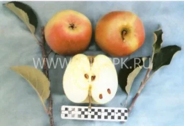 Сорт яблони Корей 0