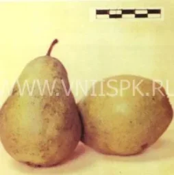 Сорт груши Кубанская Поздняя (Груша) 0